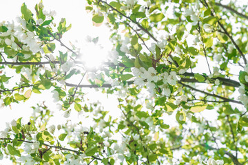 Apple blossom against the background of nature in spring white flowers in the sun