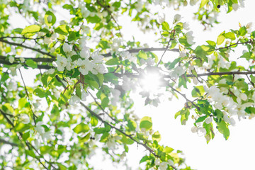 Apple blossom against the background of nature in spring white flowers in the sun