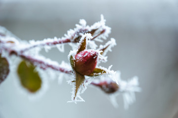 Fototapeta premium Geschlossen gefrorene Rose
