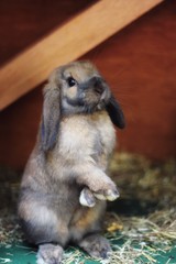 Rabbit standing with paws crossed