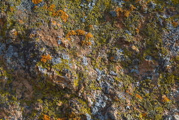 structured yellow moss on the grey stone. orange moss on a rough rocky surface