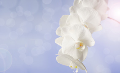 White Orchid flower on blue background. Selective focus. Blurred background with bokeh. Copy space