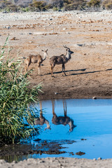 A group of greater kudu -Tragelaphus strepsiceros- Walking nervously around a waterhole in Etosha...