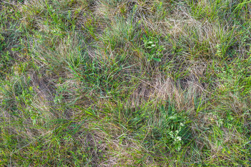 Green and dry grass on the field. Dehydrated grassy ground background