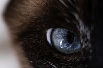 cat's eye close up