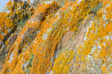 structured yellow moss on the grey stone. orange moss on a rough rocky surface