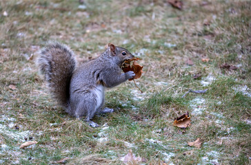 Naklejka na ściany i meble Eastern gray squirrel collects the leaves and taking them to the nest