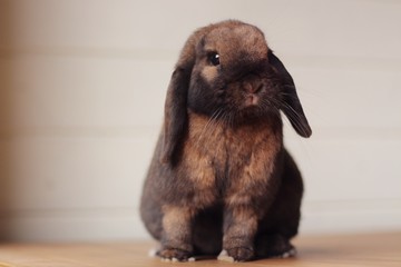 Cute sable mini lop rabbit portrait © Kamilia