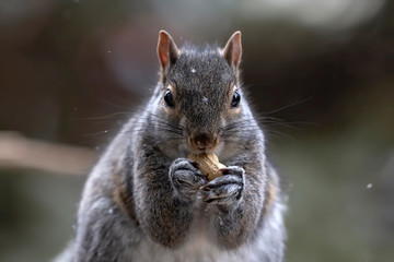 Eastern gray squirrel on on the feeder, known as the grey squirrel is native animal  to eastern North America