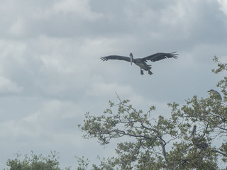 Pelican flying on the tree
