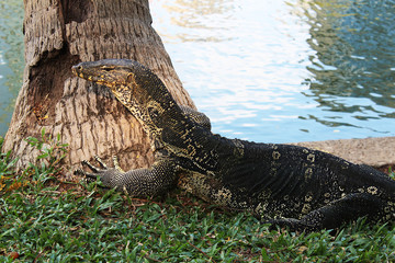 Varanus salvator rested under a palm tree by the pond in the park