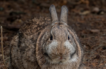 Wild rabbit photography close up in winter