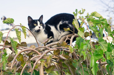 cat sitting on a tree among the leaves