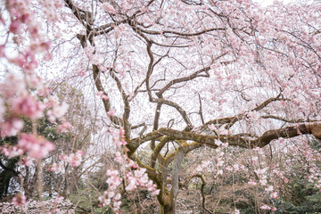 Fototapeta premium 京都府 近衛邸跡 桜