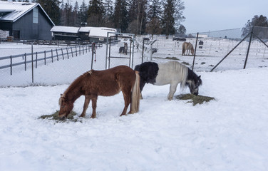 Horse farm in the city in winter.