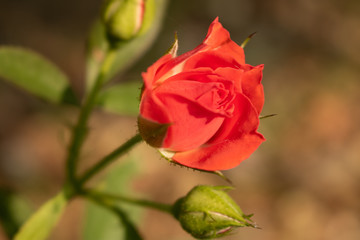 red rose in garden