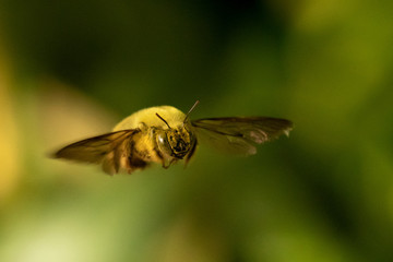 Bumble bee
