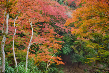 Fall colours at the Minoo park in Osaka, Japan