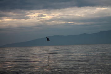 Fototapeta na wymiar Baikal seagull