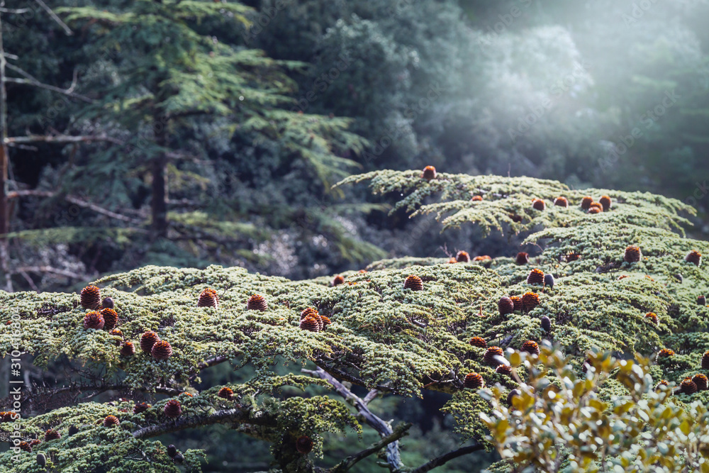 Poster cedar tree