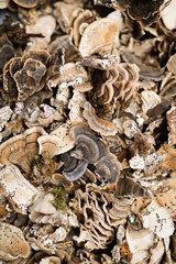 Freshly harvested organic mushrooms background. Edible mushrooms