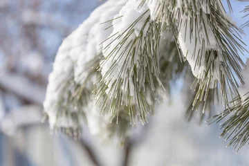 Foto op Canvas Frozen pine © Galyna Andrushko