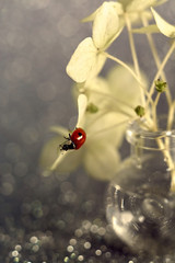 ladybug on a white flower on a silver background