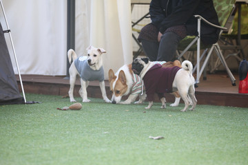 Happy puppies in a private playground	