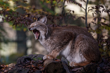 Lynx bor&eacute;al
