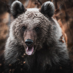 Close up of a dangerous brown bear in the wilderness forest in Transylvania,Romania,Europe.