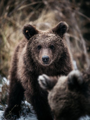 Obraz premium Beautiful young brown bear looking at the camera in the wild forest of Romania,Transylvania,Europe.