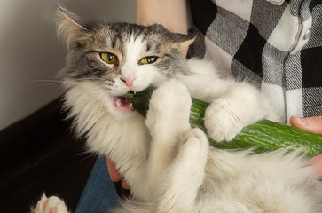 cat eats cucumber