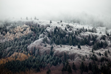 Foggy forest in the Carpathian mountains. Changing the seasons. Vintage,retro style.
