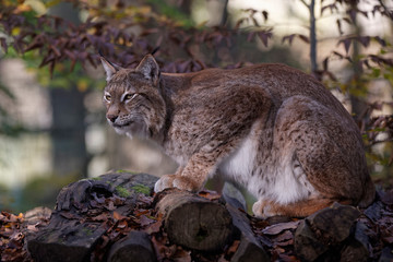 Naklejka na ściany i meble Lynx boréal
