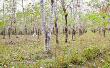 Rubber plantation