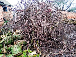 Obraz premium A bunch of branches and sawn firewood lie nearby