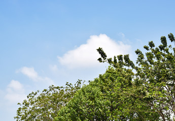 Tree and azure sky