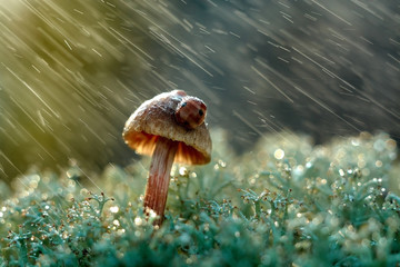 ladybug on a mushroom in the rain