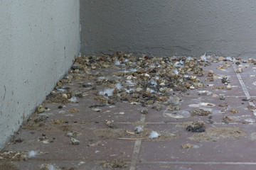 Problem of Pigeon dropping at balcony.