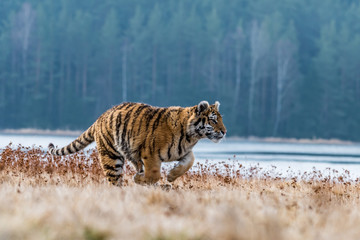 Fototapeta na wymiar Siberian Tiger running. Beautiful, dynamic and powerful photo of this majestic animal. Set in environment typical for this amazing animal. Birches and meadows