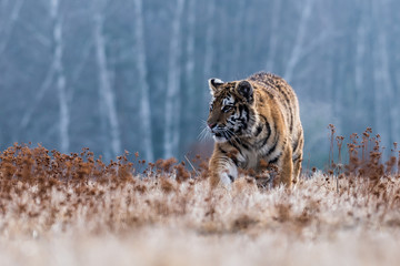Siberian Tiger running. Beautiful, dynamic and powerful photo of this majestic animal. Set in environment typical for this amazing animal. Birches and meadows