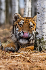 Siberian Tiger running. Beautiful, dynamic and powerful photo of this majestic animal. Set in environment typical for this amazing animal. Birches and meadows