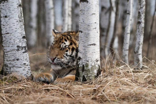 Siberian Tiger running. Beautiful, dynamic and powerful photo of this majestic animal. Set in environment typical for this amazing animal. Birches and meadows