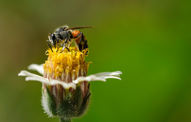 Little bee fly to collect pollen on flower