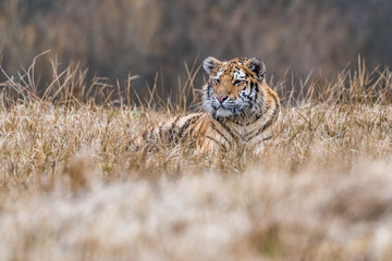 Siberian Tiger running. Beautiful, dynamic and powerful photo of this majestic animal. Set in environment typical for this amazing animal. Birches and meadows