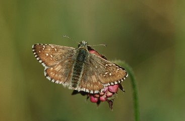 Fototapeta premium 15260124