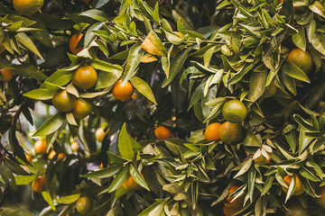 Fresh oranges still on the tree