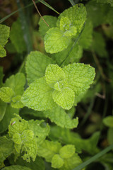 Fresh green mint in the garden