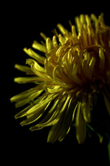 yellow dandelion close-up on a black background