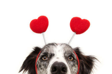 close-up hide dog love wearing a heart shape diadem. valentine's day concept. Isolated on white...